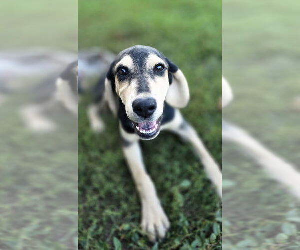 Medium Photo #1 Coonhound-Golden Retriever Mix Puppy For Sale in Aurora, IN, USA
