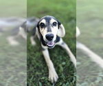 Small Coonhound-Golden Retriever Mix