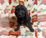 Puppy Puppy 5 Goldendoodle