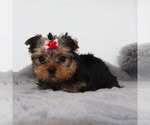Small #2 Yorkshire Terrier