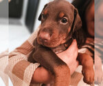 Puppy Red Male Doberman Pinscher