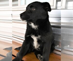 Australian Shepherd Puppy for sale in HUDSON, MI, USA