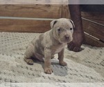 Puppy Puppy 3 American Bully