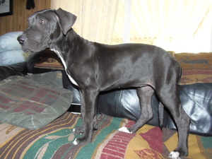Great Dane Puppy for sale in BROWNSVILLE, OR, USA