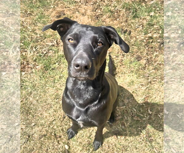 Medium Photo #2 Sheprador Puppy For Sale in Laramie, WY, USA