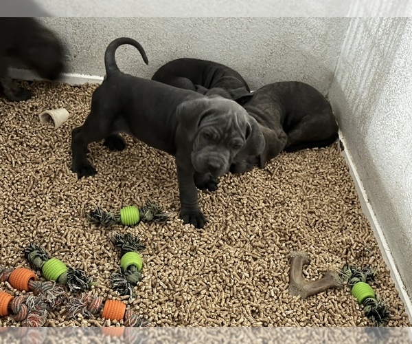 Medium Photo #10 Cane Corso Puppy For Sale in RENO, NV, USA