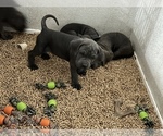 Small Photo #10 Cane Corso Puppy For Sale in RENO, NV, USA