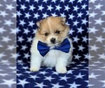 Small Photo #2 Pomeranian Puppy For Sale in RISING SUN, MD, USA