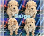 Small Photo #1 Poodle (Toy) Puppy For Sale in BOWLING GREEN, KY, USA
