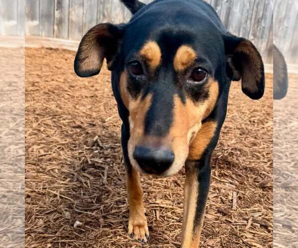 Medium Photo #4 Doberman Pinscher-Pointer Mix Puppy For Sale in Houston, TX, USA