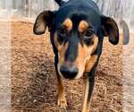 Small #3 Doberman Pinscher-Pointer Mix