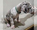 Small Photo #5 Great Dane Puppy For Sale in FORNEY, TX, USA