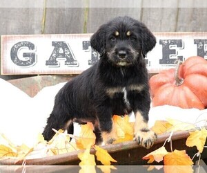 Labradoodle-Labrador Retriever Mix Puppy for sale in FREDERICKSBG, OH, USA