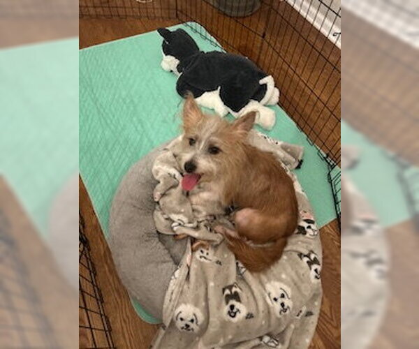 Medium Photo #3 Mutt Puppy For Sale in Plainfield, IL, USA