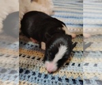 Small Photo #31 Border Collie Puppy For Sale in NORBORNE, MO, USA