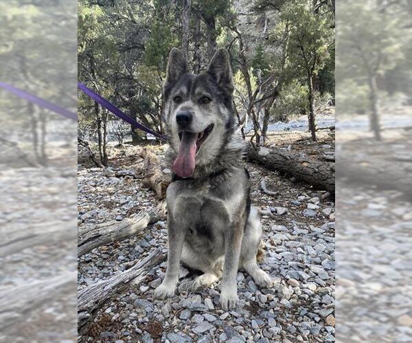 Medium Photo #1 Akita-Siberian Husky Mix Puppy For Sale in Las Vegas, NV, USA