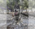 Small Akita-Siberian Husky Mix