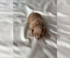 Poodle (Toy) Puppy for sale in DENVER, CO, USA