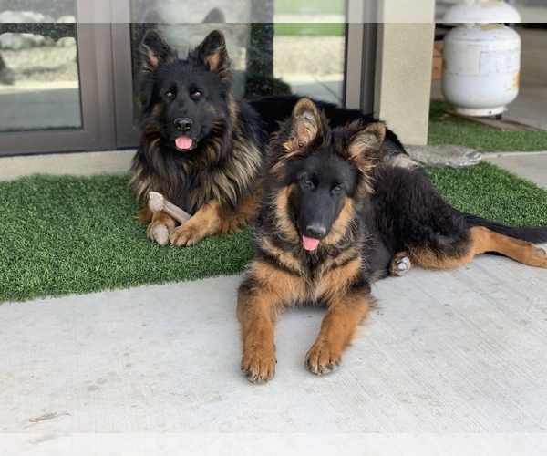 Medium Photo #26 German Shepherd Dog Puppy For Sale in PINON HILLS, CA, USA