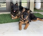 Small #25 German Shepherd Dog