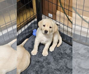 Labrador Retriever Puppy for Sale in GABLE, South Carolina USA