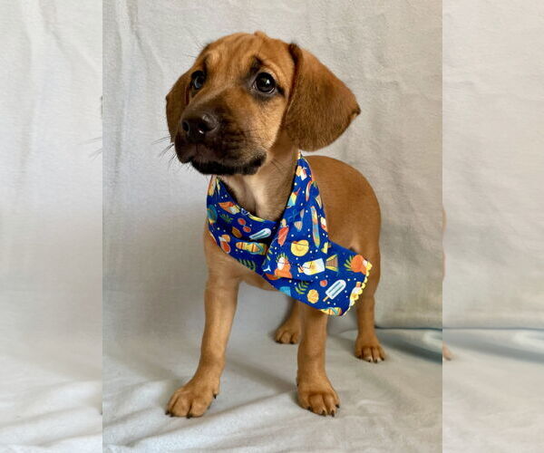 Medium Photo #2 Labrador Retriever-Unknown Mix Puppy For Sale in Plainfield, IL, USA