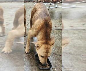 Labrador Retriever-Unknown Mix Dogs for adoption in San Antonio, TX, USA