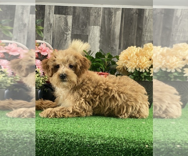 Medium Photo #5 Poodle (Miniature) Puppy For Sale in CANOGA, NY, USA