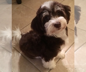 Havanese Puppy for sale in TRINITY, FL, USA