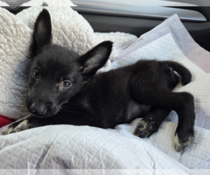 Mutt Dogs for adoption in Plainfield, IL, USA