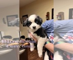 Puppy Blossom Australian Shepherd-Border-Aussie Mix