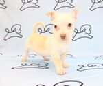 Small Photo #8 Chihuahua Puppy For Sale in LAS VEGAS, NV, USA