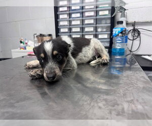 German Wirehaired Pointer-Unknown Mix Dogs for adoption in San Andreas, CA, USA