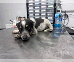 Small German Wirehaired Pointer Mix