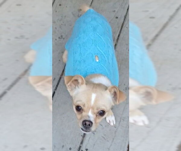 Medium Photo #1 Chihuahua Puppy For Sale in Newfoundland, PA, USA