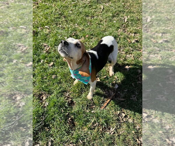 Medium Photo #4 Beagle Puppy For Sale in Evansville, IN, USA