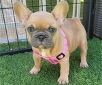 Small #6 French Bulldog