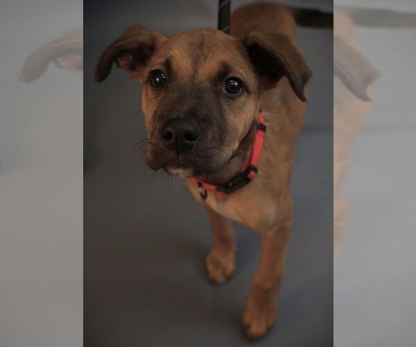 Medium Photo #9 Border Terrier-Chihuahua Mix Puppy For Sale in Princeton, MN, USA