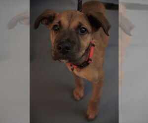 Sakura - Female Border Terrier-Chihuahua Mix Dog for Adoption - Photo #9