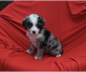 Bernedoodle (Miniature) Puppy for sale in SUGARCREEK, OH, USA