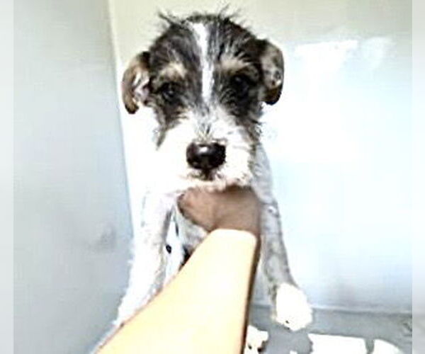 Medium Photo #1 Miniature Schnauzer-Unknown Mix Puppy For Sale in Houston, TX, USA