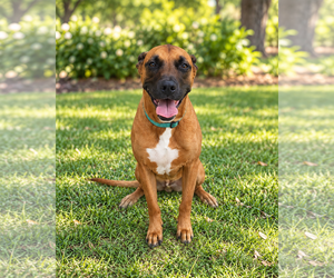 Rhodesian Ridgeback-Unknown Mix Dogs for adoption in McKinney, TX, USA