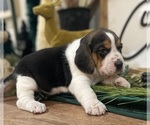 Small #5 Beagle