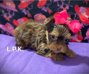 Yorkshire Terrier Puppy for sale in WINNSBORO, LA, USA