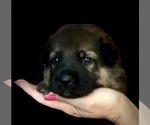 Small Photo #18 German Shepherd Dog Puppy For Sale in HAMILTON, NJ, USA