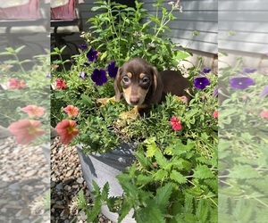 Dachshund Puppy for sale in CONVOY, OH, USA