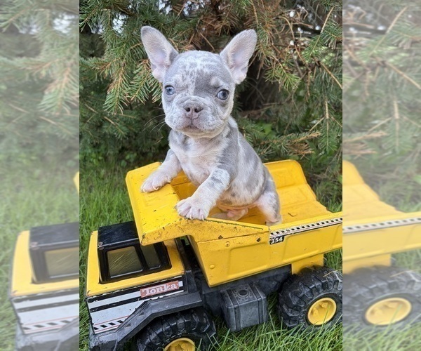 Medium Photo #1 French Bulldog Puppy For Sale in MIDDLEBURY, IN, USA