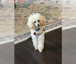 Small #1 Poodle (Toy)