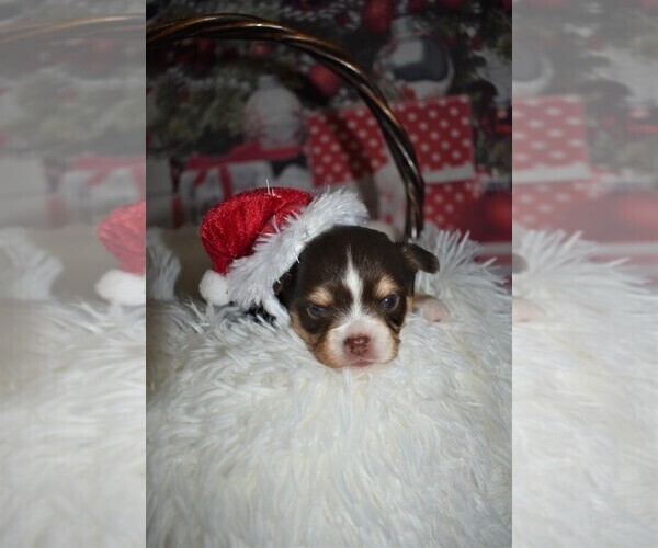 Medium Photo #2 Chihuahua Puppy For Sale in HAMPTON, VA, USA