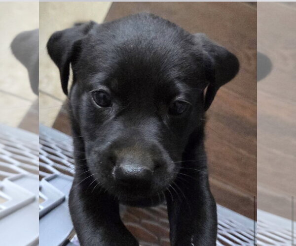 Medium Photo #5 Labrador Retriever-Unknown Mix Puppy For Sale in Wakefield, RI, USA
